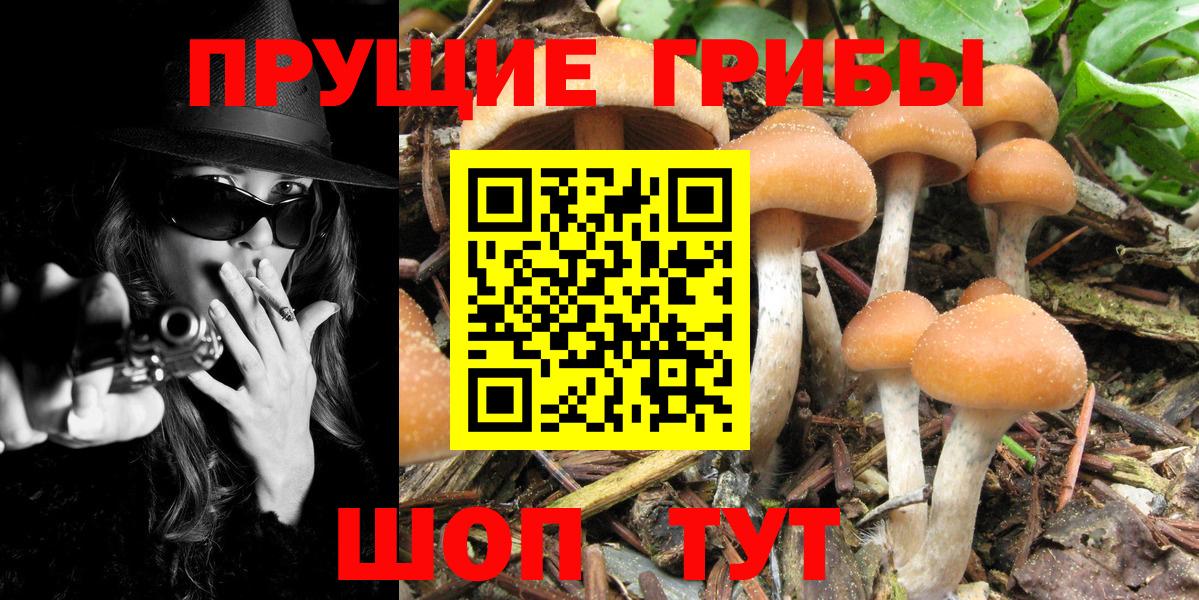 Псилоцибиновые грибы мицелий  Псилоцибиновые грибы GOLDEN TEACHER  Североморск  Вход с VPN 